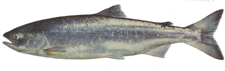 sockeye(1)